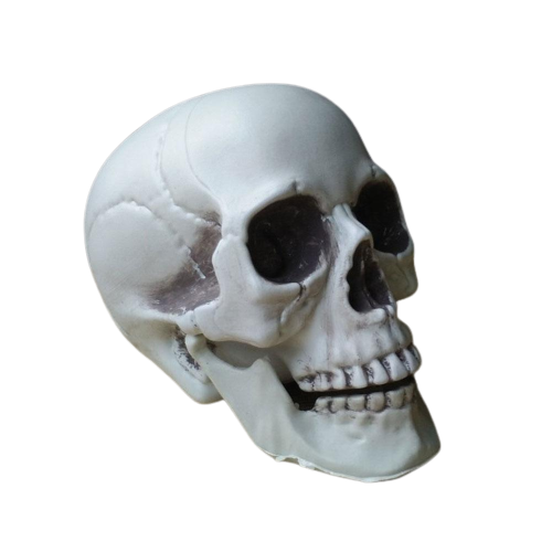 Halloween Artificial Skull Head