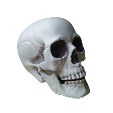 Halloween Artificial Skull Head